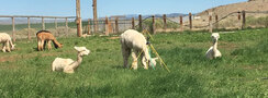 Girls grazing on pasture