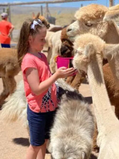 A guest spending her birthday with the alpacas