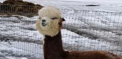 Redford is sometimes shy, but he's so very handsome. He is the father of a little baby (cria) named Neapolitan Sundae. 