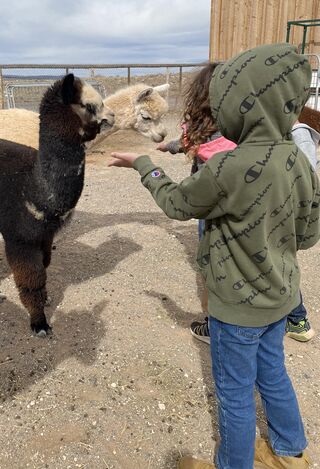 Hand feeding alpacas