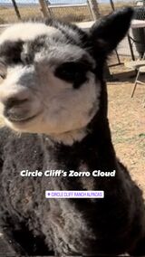 Zorro Cloud, five months