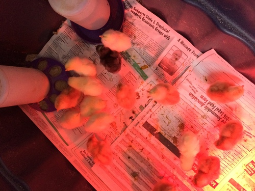 New egg layer chickens