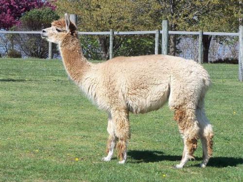 Alpacas For Sale: ELA Java's Irish Creme: Open (Female): Pennsylvania,  Mount Joy