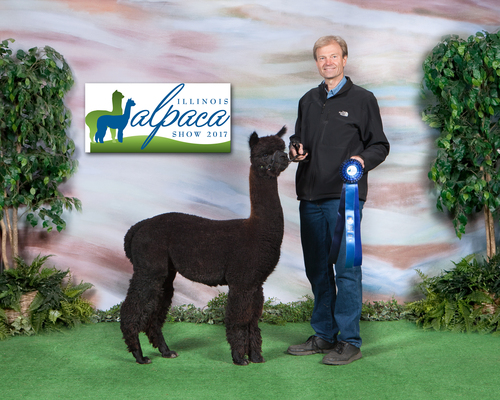 Illinois Alpaca Show-Walking Fleece 10/29/17