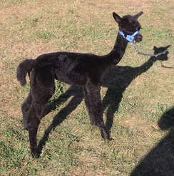 Born 9/16/11 - 1 month old - just shorn
