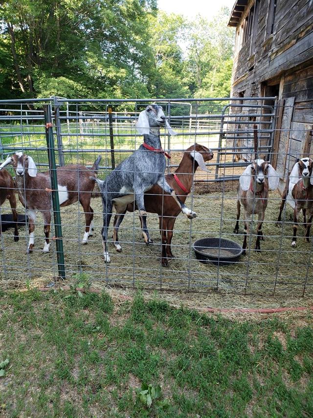 grey goat on fence