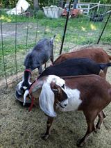 grey goat on left
