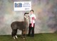 Triumph and Kira take 2nd in Halter and Youth Obstacle at PAOBA 2011