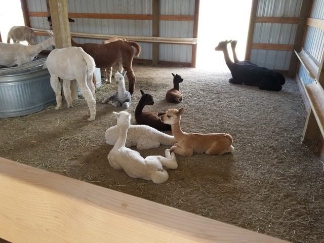 Babies hanging out in the barn