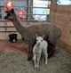 Pacesetter & Dam