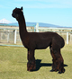 Sire: Estates Satin Cloud 9X Champ