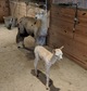 Ariana's First Cria