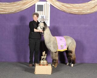 Service Sire: Man of Steel Service Sire: Man of Steel
