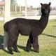 Sire: Snowmass Andean Midnight 