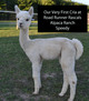 Danette's first cria Lena Hill's Speedy