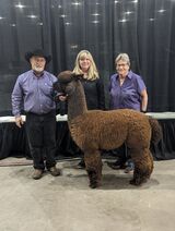 Service Sire:  Alydar at the Futurity Sale