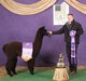 Sire Avalon's Jacob Black 19x Champion
