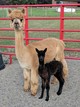 Outlander's 1st cria true black female!