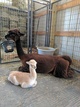 Winnie and her first cria Aspen