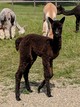 Female Cria out of Avalon's Jacob Black