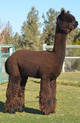 Sire:  Snowmass Matrix Midnight