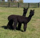 Renegade & GTX (blue black males)