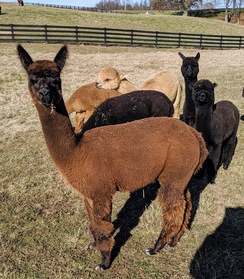 Sable with friends Sable with friends