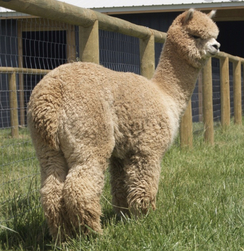 Sire: AOV Accoyo Eros Sire: AOV Accoyo Eros