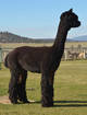 Service Sire: Snowmass Satin Reserve XX