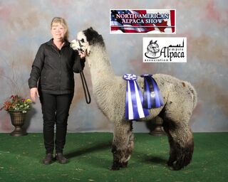 Photo of ALPACA PALACE's Z I AM STOKED