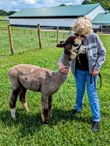 Lola Walking with Alpacas