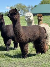 Pedro 2026 Full Fleece