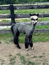 Bandit 2025 Shorn