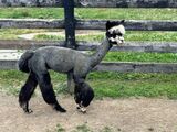 Bandit 2025 Shorn
