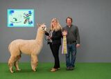 Reserve Grey Color Champion 2026