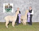 Issy and Citusee Reserve and Champ