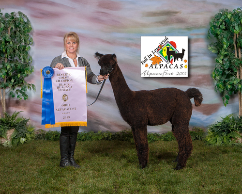 2013 OABA Alpacafest YTBF Reserve Champ