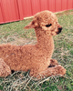 So Handsome at 2 days old....Wooly Wonka!