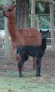 As a cria, with her mom