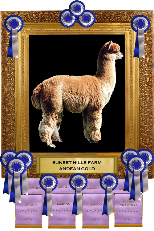 2011 Judge's Choice - Buckeye Alpaca Show