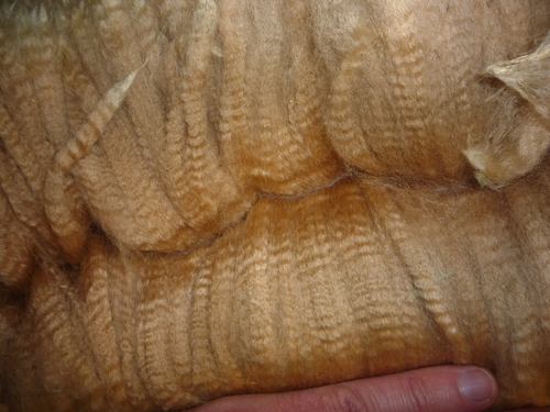Zechelles Fleece