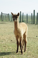 Our first Alpaca, Liberty Bell