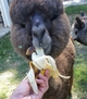 Drogon loves his bananas