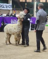 AOA National Alpaca Show 2023