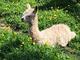 Dancer's May 2020 cria - 1st day!!