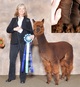 First Place 2016 CABO - Celestial Bruno @ 8 months