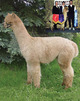 Lyvi's Sire: Snowmass Royal Rose 