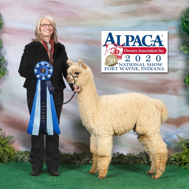 2020 AOA National Show - 1st Place - 10 months old