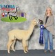Celeste took a Blue Ribbon at both shows - Expo & Derby!