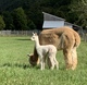 Aries a few hours old